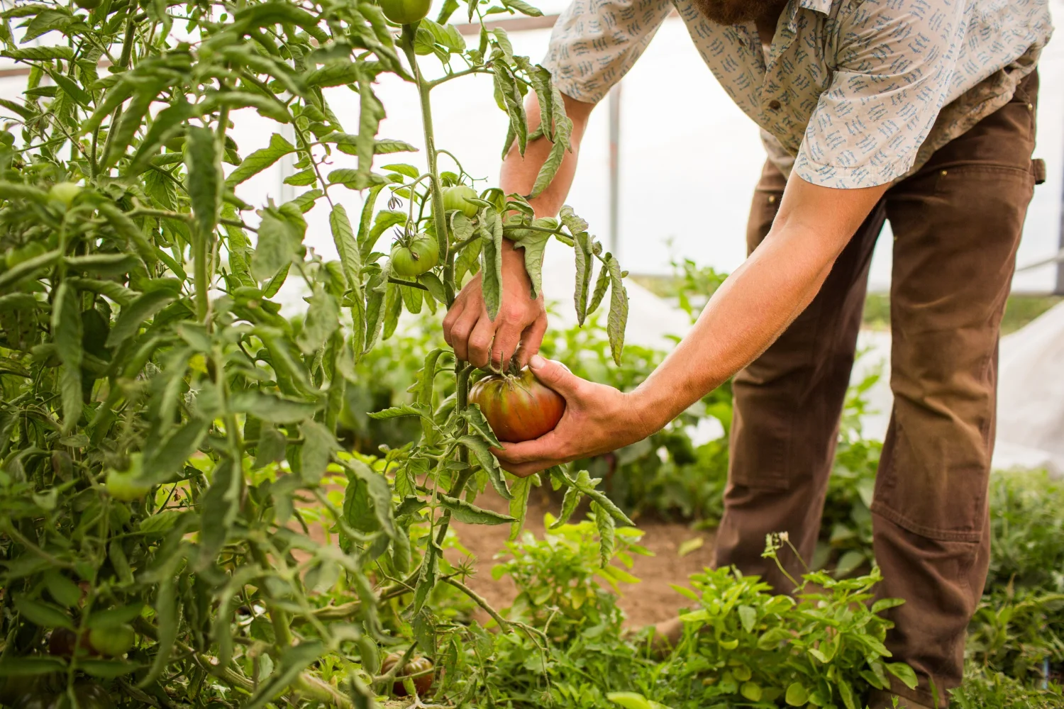 Hombre recolectando tomates